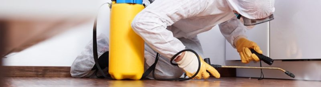 Dedetização de Pragas urbanas  24 HORAS